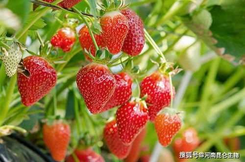 草莓种植核心步骤：如何选择适宜的土壤和光照