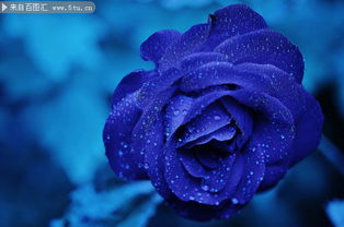 蓝玫瑰， 那神秘的天空之色