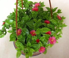 牡丹吊兰不开花怎么办？是土壤问题还是光照不足