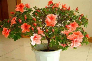 适应特性，耐寒耐旱抗风沙