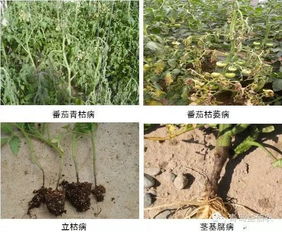 保护加治疗， 双重保险