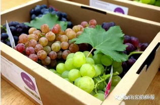 葡萄种植几年了仍不结果？是土壤问题还是品种不对