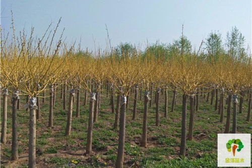 金枝国槐：落叶还是常绿？