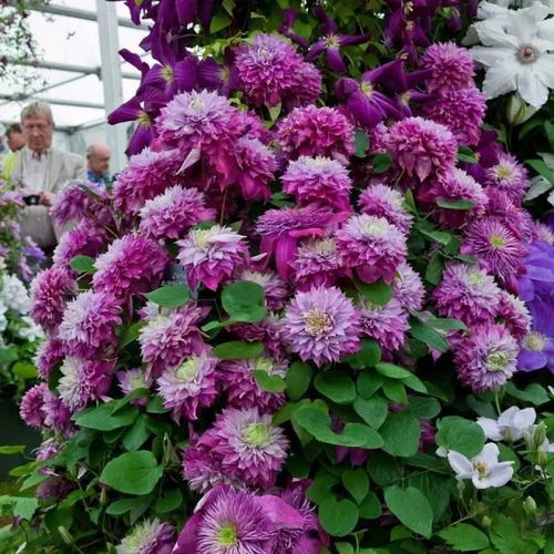 铁线莲：形态各异，总有一款适合你