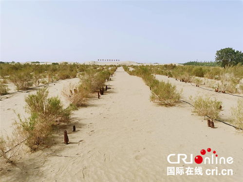 雪松苗圃基地的绿洲奇迹