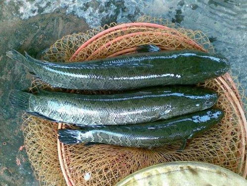 鱼苗成长必备，揭秘7大饵料奥秘