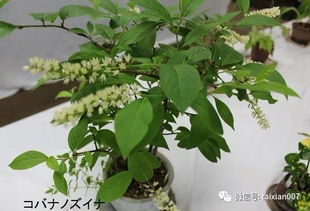 “人参榕根膨大秘籍，打造爆品盆栽新宠！”