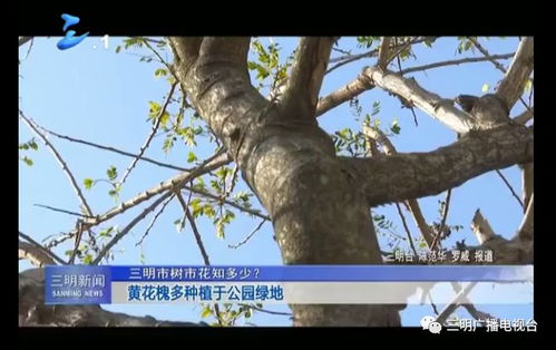 树界“隐形杀手”：你不知道的六大致命因素