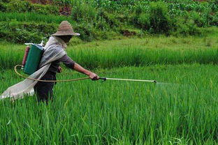 灌根时机：特定阶段效果geng佳