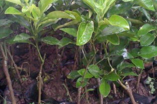 选择种子和种植方法