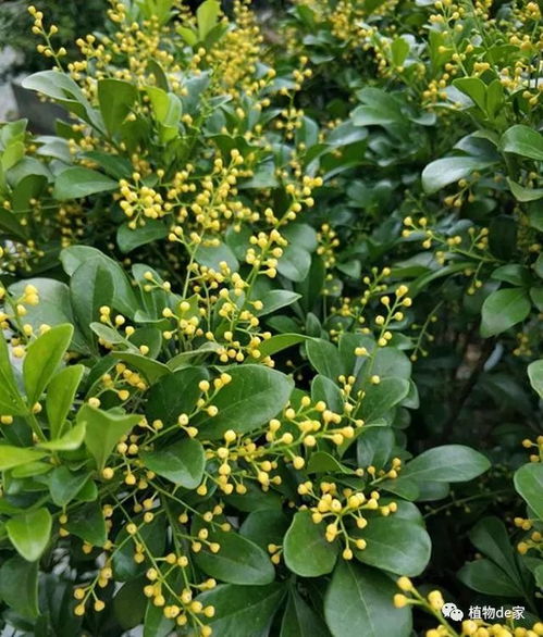 米兰花冬季掉叶，探究其生理机制与外界环境因素