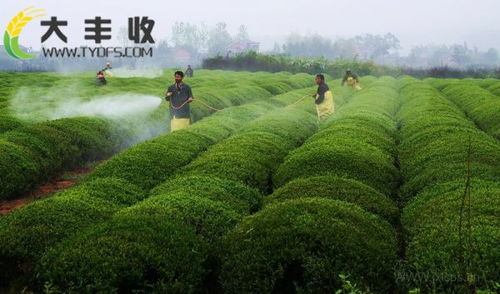 用种子繁殖的苗木，那叫什么农药呀呃？