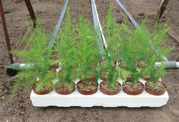 排水沟种植植物的烦恼解忧记