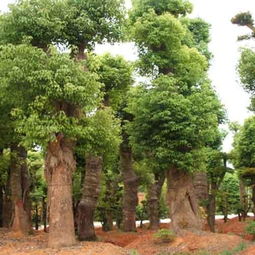 试试再说 不管怎么样，总得想办法把那樟树虫搞定