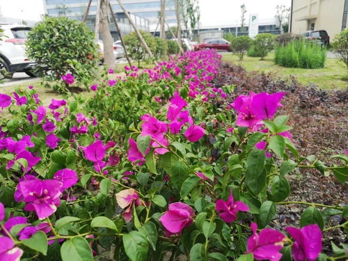 短截：花卉修剪的艺术