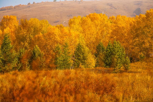 火红：秋天的热情之火
