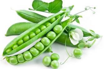 豌豆种子发芽的小秘密