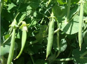 豌豆， 豌豆，既是蔬菜又是粮食