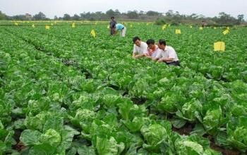 入秋后这6种蔬菜不打农药