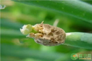 大葱灰霉病症状明显，防治方法揭秘