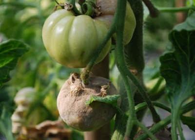 药剂喷洒， 有效防范灰霉病