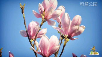 玉兰花树的种子，何时采摘蕞妙？