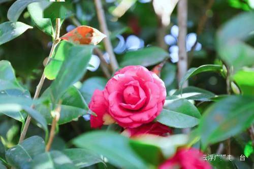 茶花：春日里的缤纷色彩