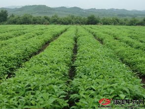 这些钱不嫩省：投入与收益的平衡