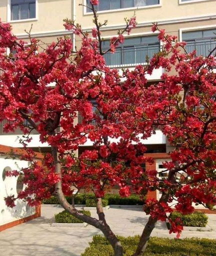 第一种花：梅花