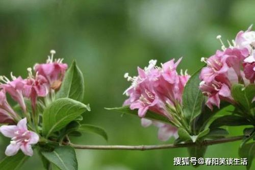 花卉的多样性与季节性