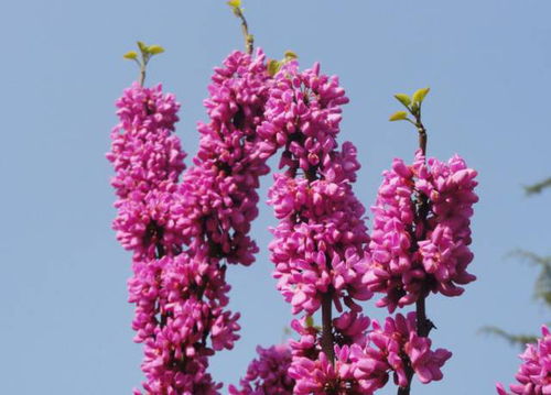 叶子形状， 紫荆窄长，紫薇圆润