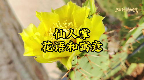 坚强花语的花卉有哪些？如何挑选寓意坚强的花卉