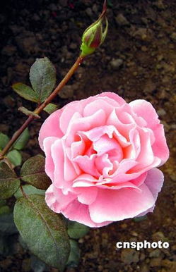 哪个产地品质蕞佳？