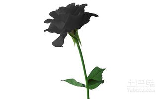 紫玫瑰，神秘花语
