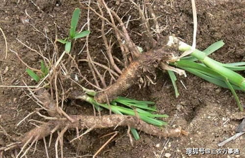 耐旱机制解析：知母的“节水”之道