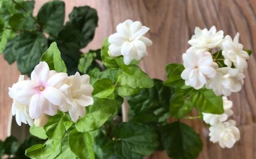 黄叶别急剪，擦拭叶背是关键