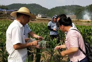 无防治农药， 专家论证出应急用药措施