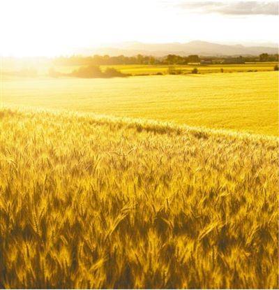 麦冬与佛甲草：混搭新潮流