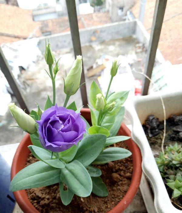 冬季农作物， 为丰收打下基础