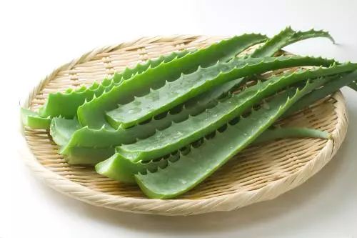 芦荟叶片如何巧妙拆分？前半部分融入核心关键词