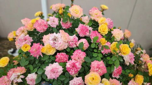 月季花， 花中皇后定州月季再放光彩