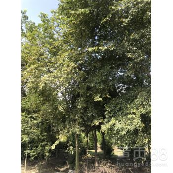 购买朴树还需注意什么