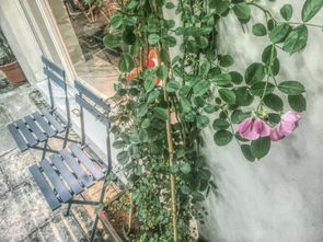 法国梧桐：岁月静好的成长见证