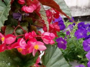 竹节海棠的花期介绍