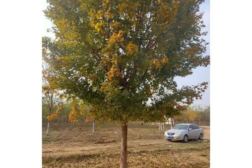 河北承德育苗基地的公式，你用对了吗？