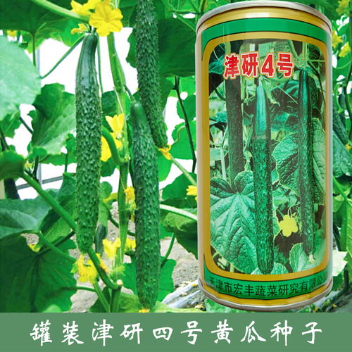 水果黄瓜籽怎么种？适合在哪个季节播种