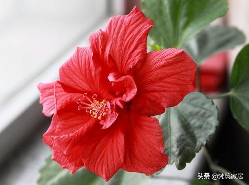 天竺葵的根系需求：探索最适合种植它的花盆类型