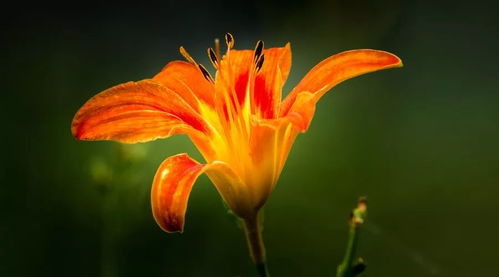 3. 萱草（Daylily）