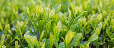 油菜素内酯：植物生长的魔法师