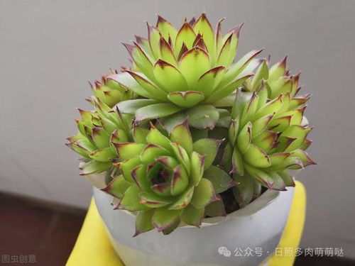新种植的多肉植物需要立即浇水吗？